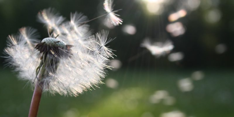 Canva – White Dandelion Flower Shallow Focus Photography Canva - White Dandelion Flower Shallow Focus Photography