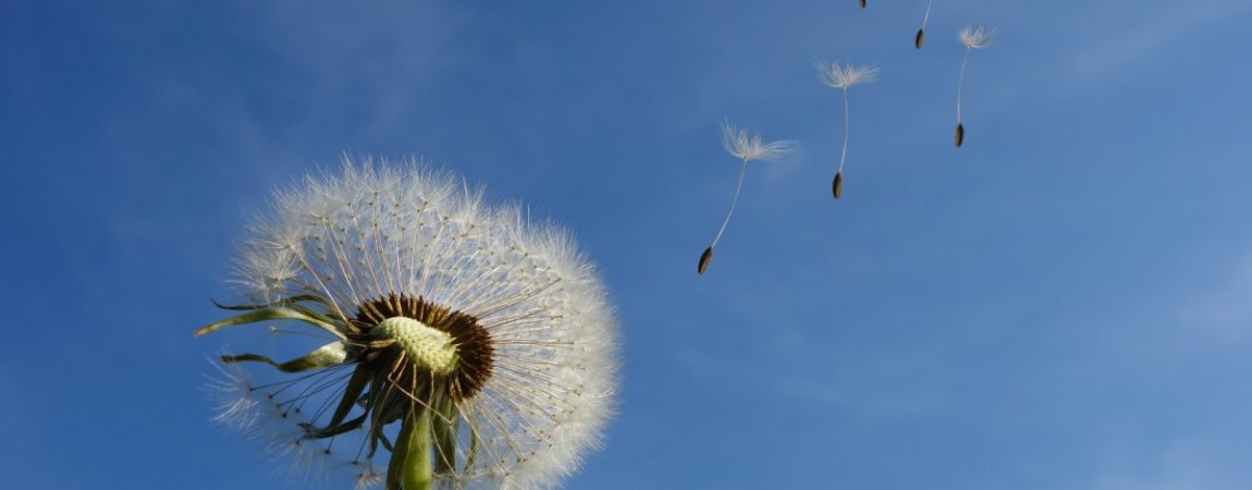 close-up-dandelion-dandelion-seeds-39669 close-up-dandelion-dandelion-seeds-39669