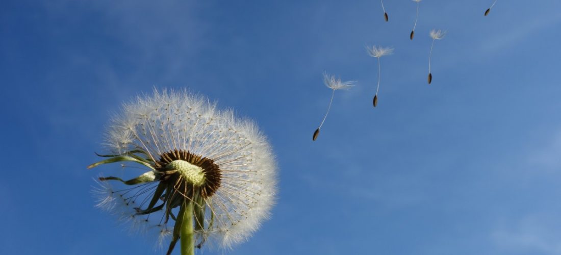 close-up-dandelion-dandelion-seeds-39669