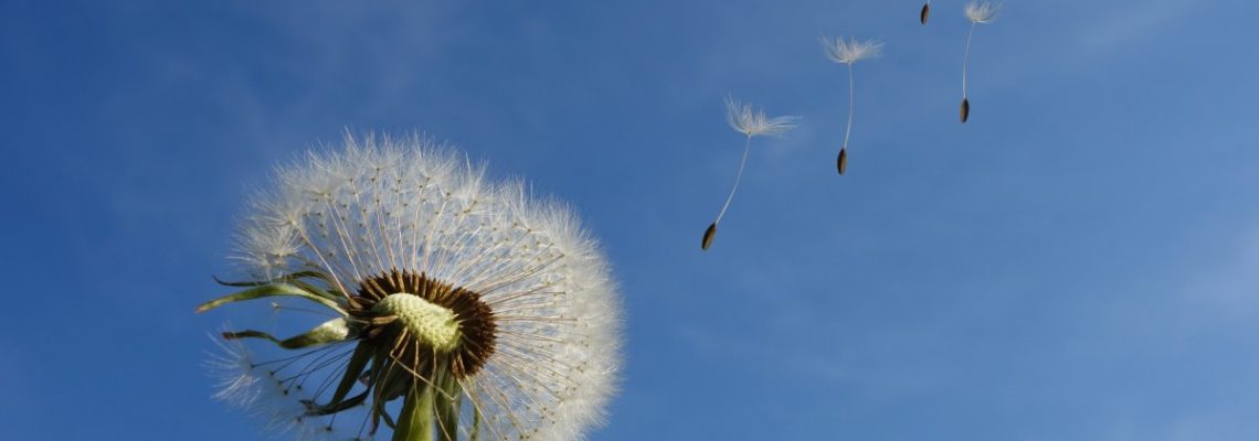 close-up-dandelion-dandelion-seeds-39669